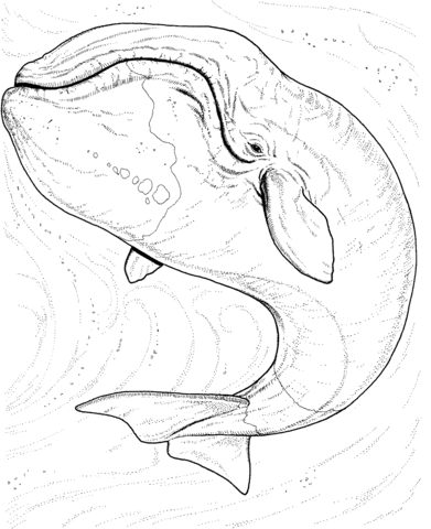 Northern Right Whale Coloring Page